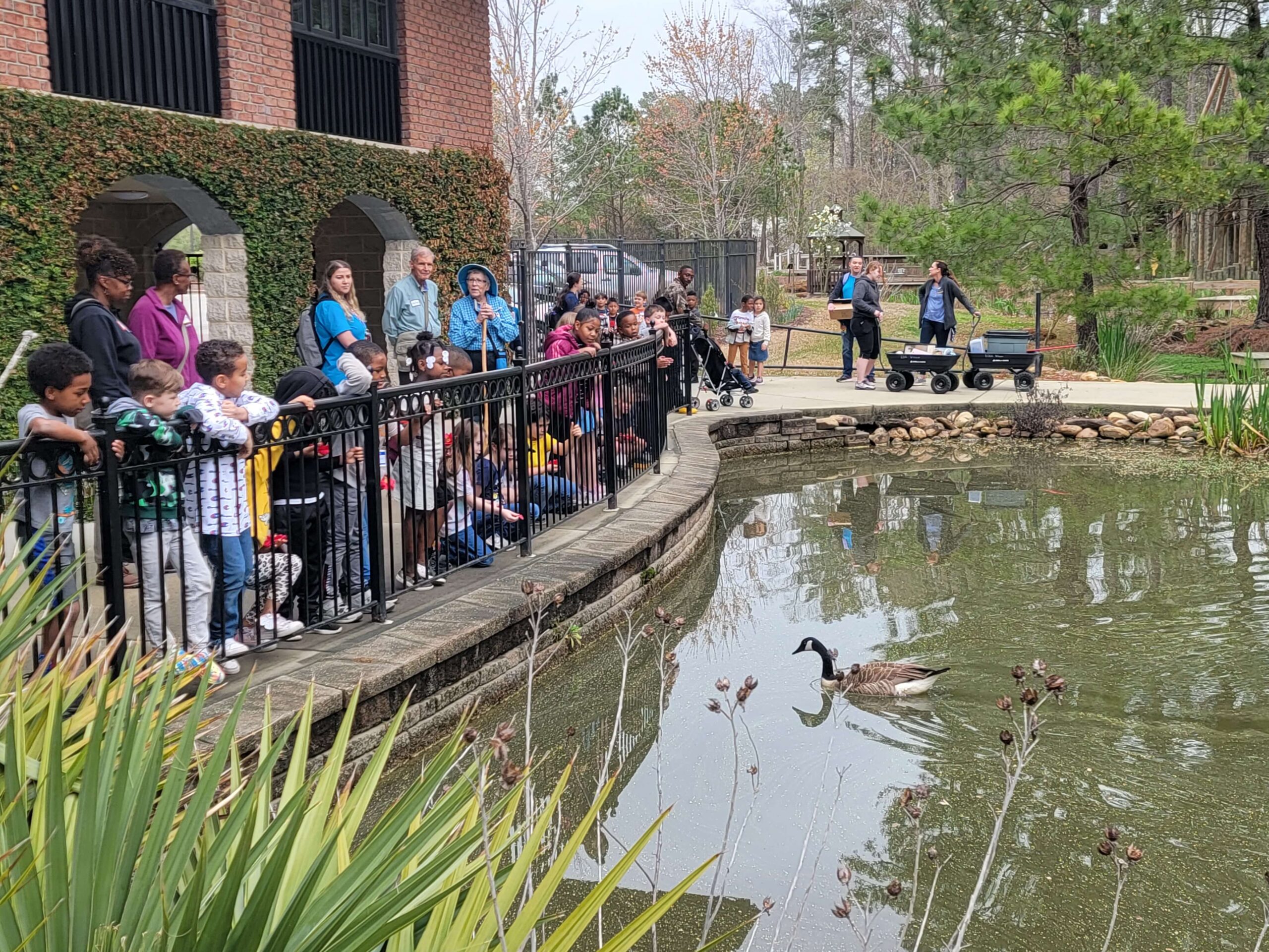 families watching baby geese at the Cape Fear Botanical Gardens