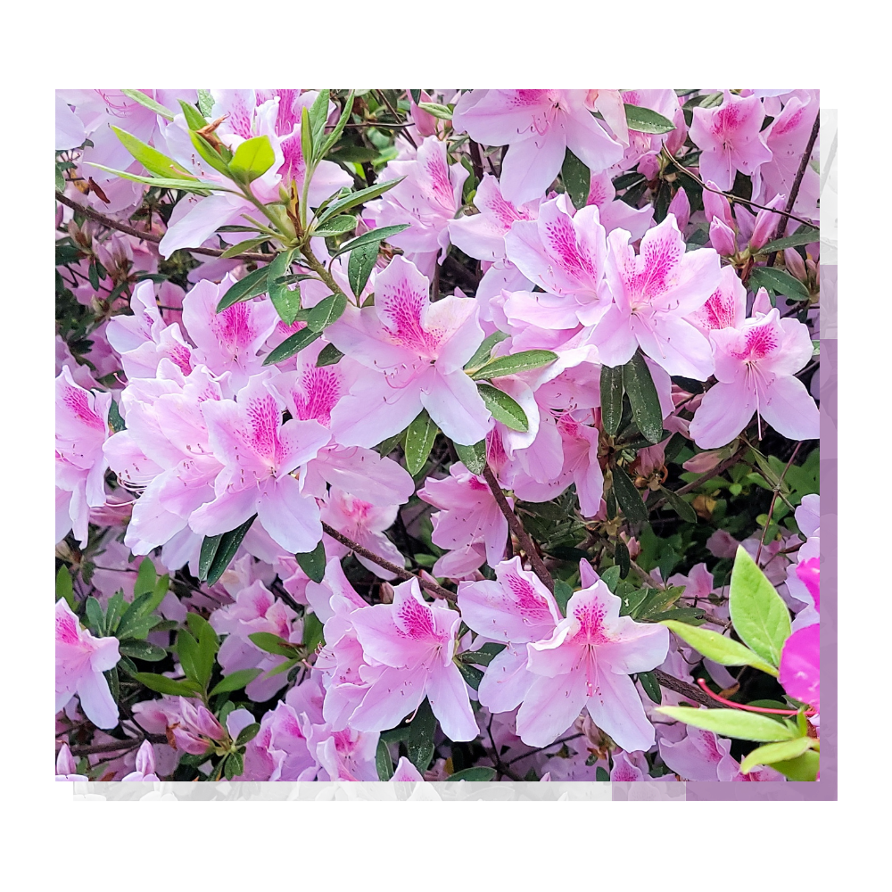 Living Heart of the Garden