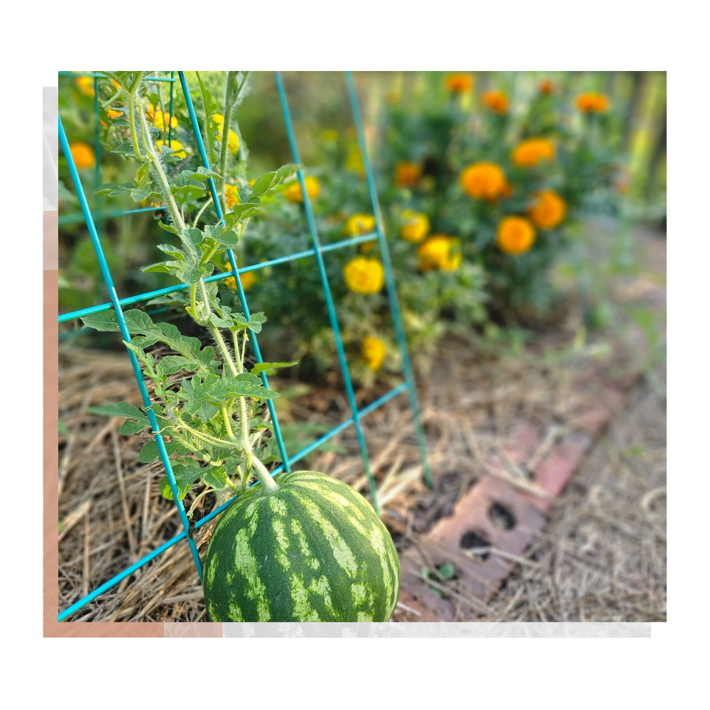 What’s Growing Here