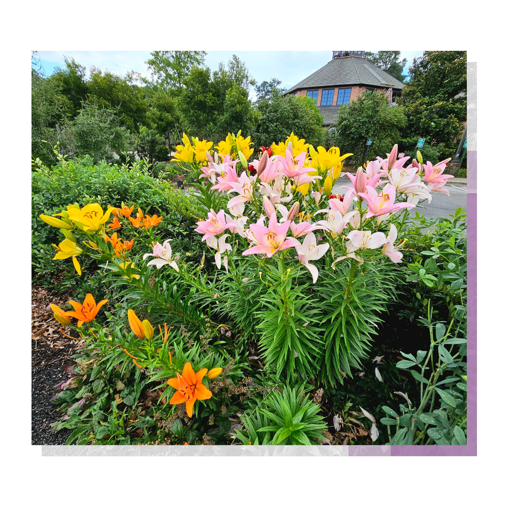 A Garden that Evolves Daily