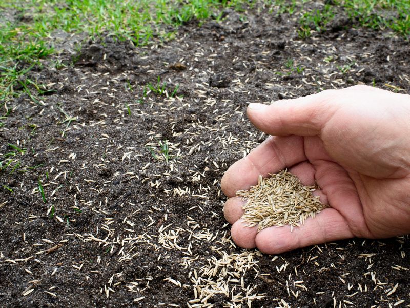 Seeds in hand - Cape Fear Botanical Gardens