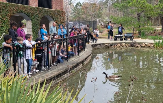families watching baby geese at the Cape Fear Botanical Gardens