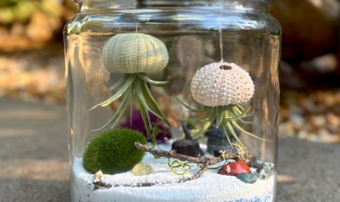 Air Plant Jellyfish