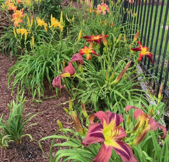 Daylilies (1)