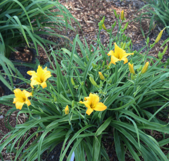 Daylilies