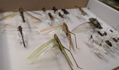 Insect collection