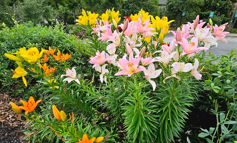 Jernigan Daylily Garden