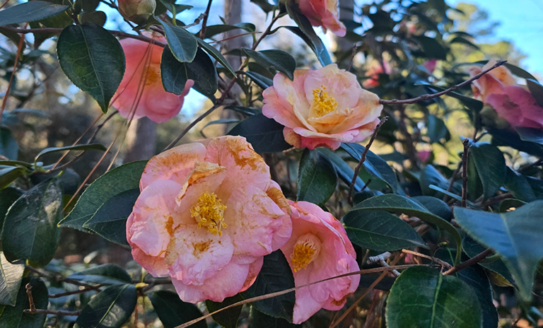McLaurin Camellia Garden