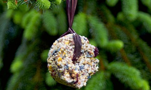 bird seed ornament