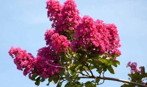 crepe myrtle