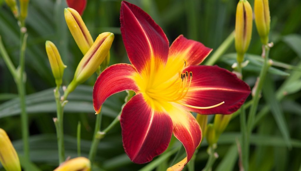 daylily_resized