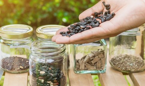 seed saving